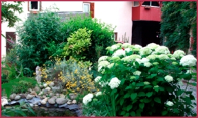 hydrangea.jpg